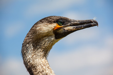 Dali, China, Yunnan, Kunming, landscape and life