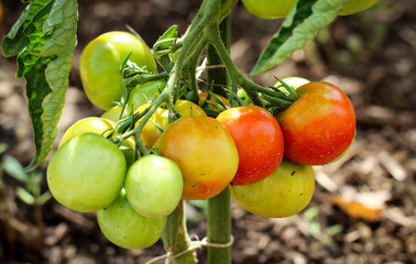 Tomaten an einer Pflanze