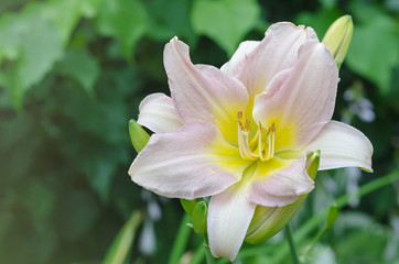 Fototapeta premium Pink blooming daylilies in drops of rain.