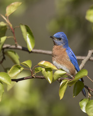 Male Eastern Bluebird in Pear Tree