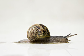 white background in snail