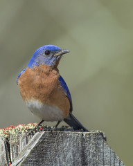 Male Eastern Bluebird