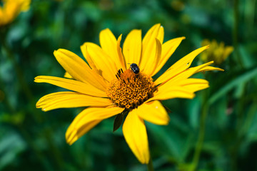 Blooming yellow flower on the field in the village. The flower is pollinated by a bee