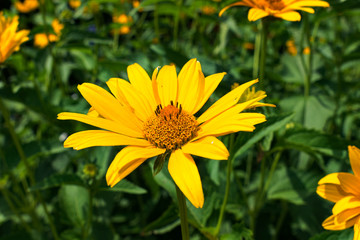 Blooming yellow flower on the field in the village - warm style