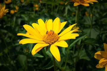 Blooming yellow flower on the field in the village