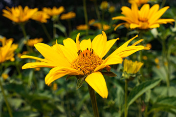 Blooming yellow flower on the field in the village - warm style
