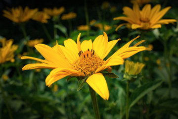 Blooming yellow flower on the field in the village
