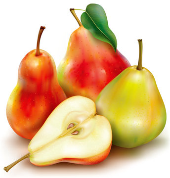 Vector pears on white background