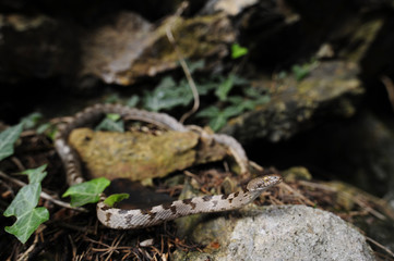 Europäische Katzennatter (Telescopus fallax) - European cat snake