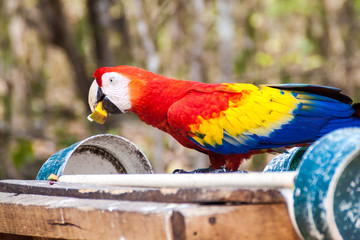 Scarlet macaw (Ara macao), national bird of Honduras, eats at feeder near the archaeological park Copan, Honduras