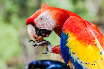 Scarlet macaw (Ara macao), national bird of Hinduras, eats at feeder near the archaeological park Copan, Honduras