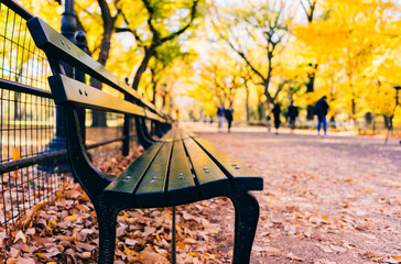 Central Park Bench