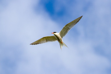 Common tern (Sterna hirundo) flying against a blue sky