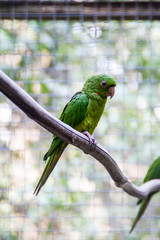 Red-throated parakeet (Psittacara rubritorquis)