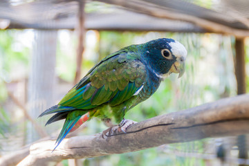 White-crowned parrot (Pionus senilis)