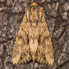 Dark arches (Apamea monoglypha) at rest on bark. British moth in the family Noctuidae attracted to light in Bath, Somerset, UK