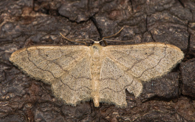 Riband wave moth (Idaea aversata) at rest on bark. British moth in the family Geometridae attracted to light in Bath, Somerset, UK