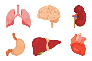 Human internal organs icon set. Vector illustration in cartoon style isolated on white background.