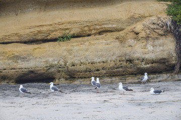 Birds by the cliff at the shore
