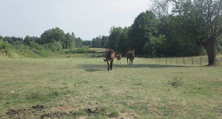 krajobraz wiejski - konie na pastwisku