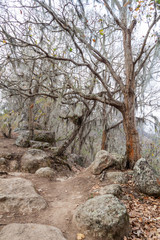 Trees with Spanish moss in Protected Area Miraflor, Nicaragua
