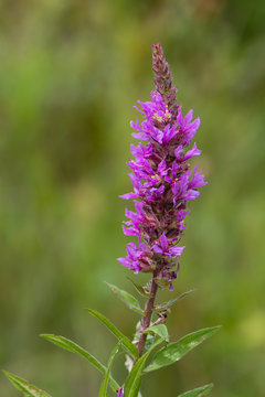 Purple loosestrife (Lythrum salicaria) inflorescence. Flower spike of plant in the family Lythraceae, associated with wet habitats