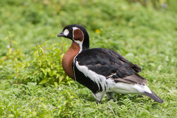 Red-breasted goose (Branta ruficollis). Brightly marked species of goose in the family Anatidae, found across much of Eurasia