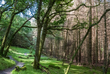 Constrates de forêt
