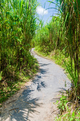Hiking trail in National Park Arenal, Costa Rica
