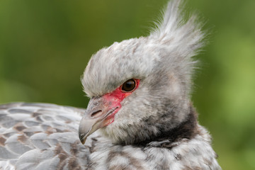 Southern screamer (Chauna torquata) head and beak. Large South American bird, aka crested screamer, in the family Anhimidae, found in tropical wetlands