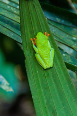 Red-eyed tree frog (Agalychnis callidryas) in a forest near La Fortuna, Costa Rica