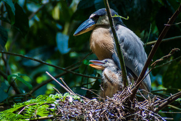 Boat-billed heron (Cochlearius cochlearius) with an offsrping in a forest near La Fortuna, Costa Rica
