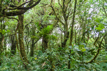 Cloud forest of Reserva Biologica Bosque Nuboso Monteverde, Costa Rica