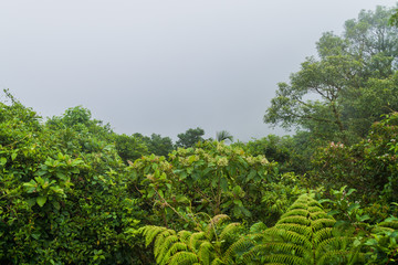 Cloud forest of Reserva Biologica Bosque Nuboso Monteverde, Costa Rica