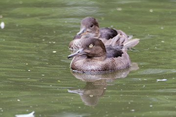 Hooded mergansers (Lophodytes cucullatus) swimming. Probably a juvenile male bird in the family Anatidae, found in North America