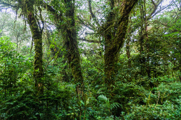 Fototapeta na wymiar Cloud forest of Reserva Biologica Bosque Nuboso Monteverde, Costa Rica