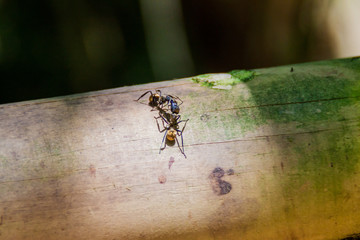Ants in National Park Manuel Antonio, Costa Rica