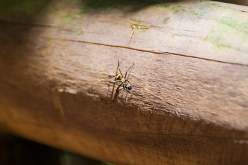 Ant in National Park Manuel Antonio, Costa Rica