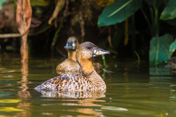 Pair of African white-backed ducks (Thalassornis leuconotus). Nominate subspecies of bird in the family Anatidae swimming on pond