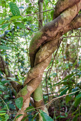 Entwined trees in National Park Manuel Antonio, Costa Rica