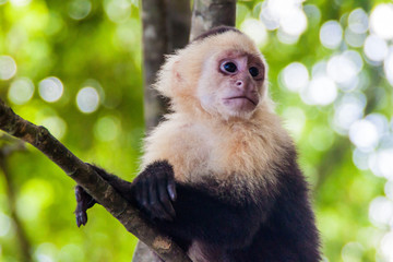 White-headed capuchin monkey (Cebus capucinus) in National Park Manuel Antonio, Costa Rica