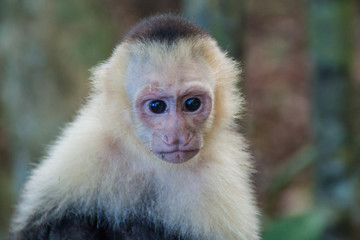 White-headed capuchin monkey (Cebus capucinus) in National Park Manuel Antonio, Costa Rica
