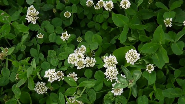 White clover flover in the field. HD video footage static camera.