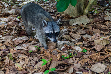 Crab-eating raccoon (Procyon cancrivorus) in National Park Manuel Antonio, Costa Rica