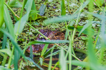 Caiman in Tortuguero National Park, Costa Rica