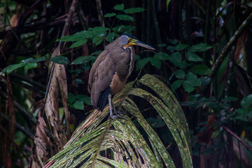 Tiger heron in Tortuguero, Costa Rica