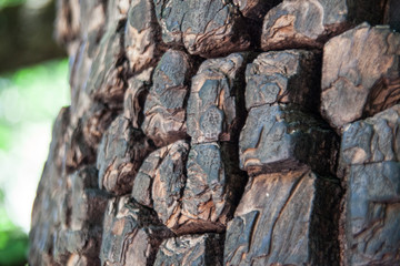 Lijiang, Yunnan, Kunming, China. Diospyros lotus Linn.