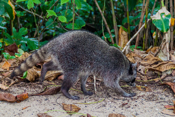 Naklejka na ściany i meble Crab-eating raccoon (Procyon cancrivorus) in Cahuita National Park, Costa Rica