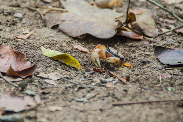 Crab in Cahuita National Park, Costa Rica
