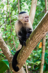 White-headed capuchin monkey (Cebus capucinus) in Cahuita National Park, Costa Rica